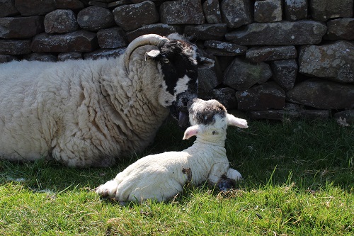 ewe-and-lamb-kisses