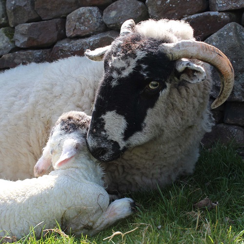 ewe-and-minutes-old-lamb