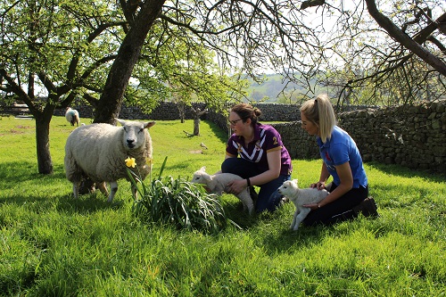 liddle-sisters-with-lambs