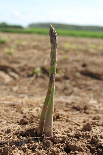 asparagus-growing-in-field