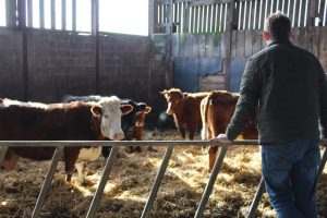 ben-farm-visit-looking-at-cattle