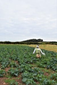 scarecrow-organic-pantry
