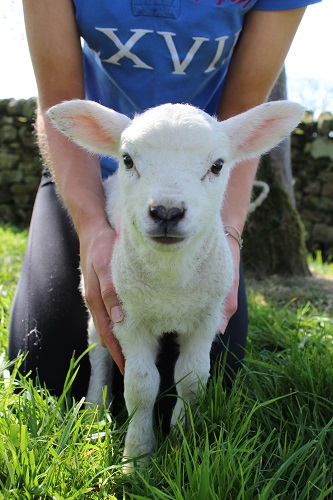 little-lamb-with-hands