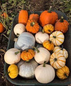 yorkshire-pumpkins