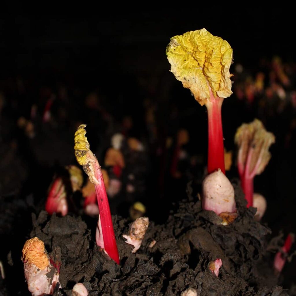baby-forced-rhubarb