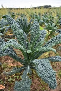 black-cabbage-organic-pantry