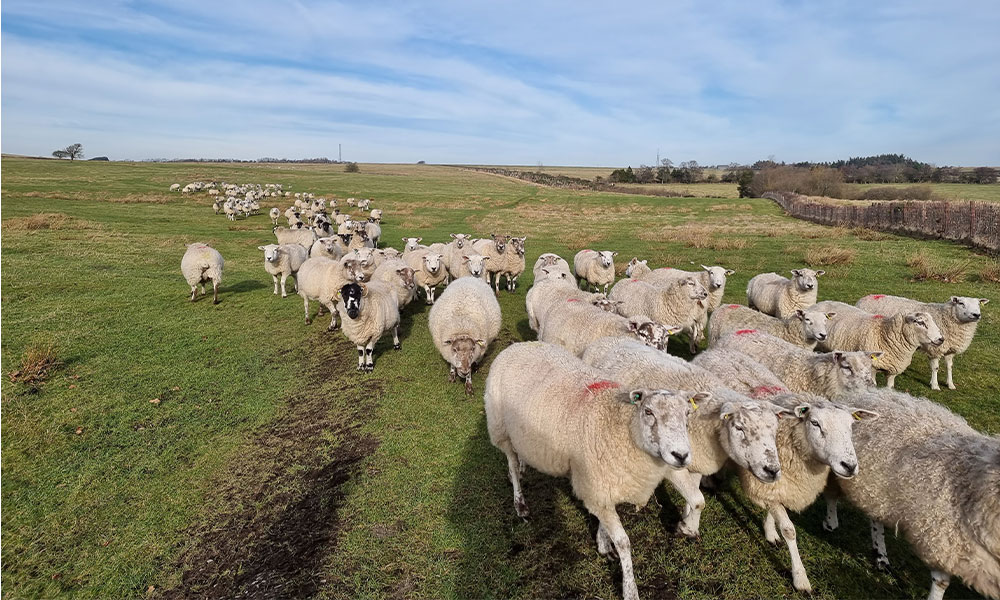 Lambs supplied to Fodder Farm Shop by the Liddle family