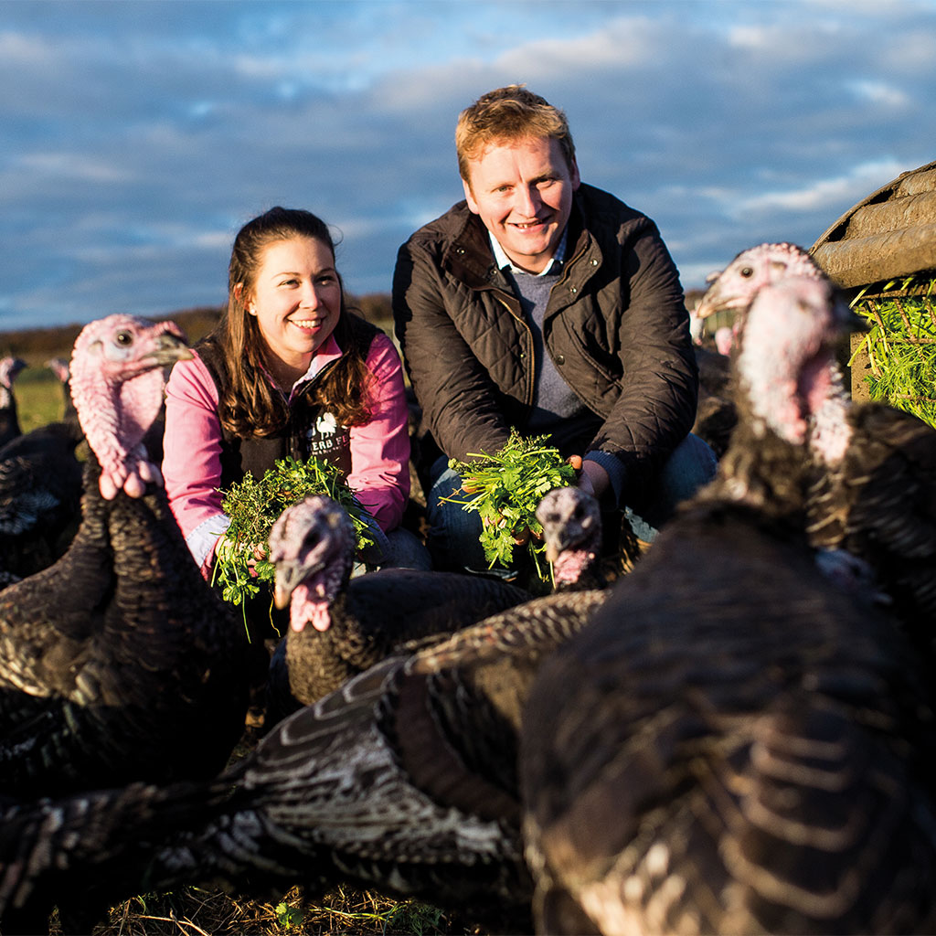 Herb Fed Fodder Free Range Turkey Supplier