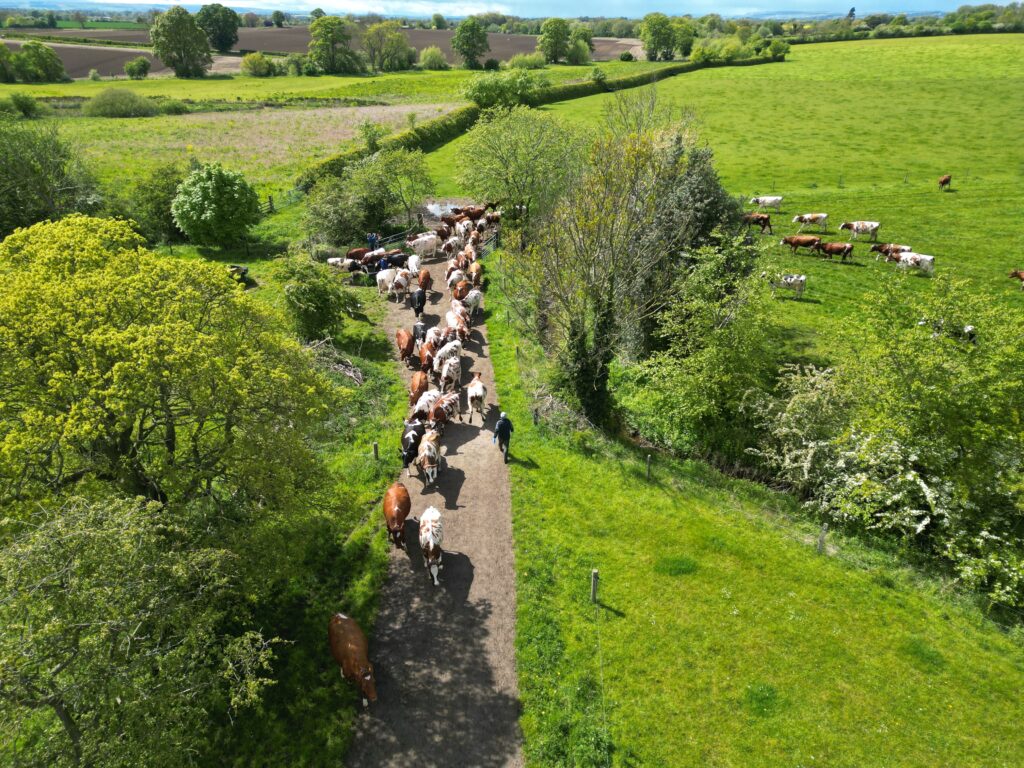Acorn-dairy-cows